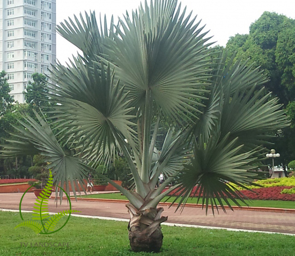 Cây Kè Bạc