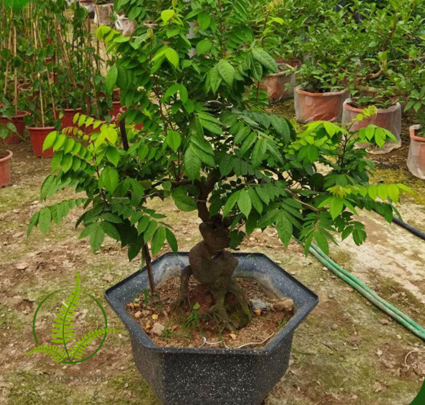 Cây Khế Chua