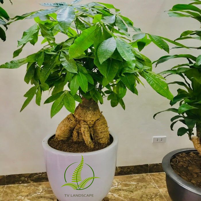 Cây Kim Ngân củ