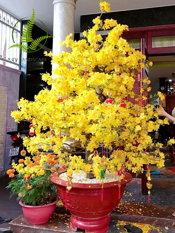Cây Mai Vàng