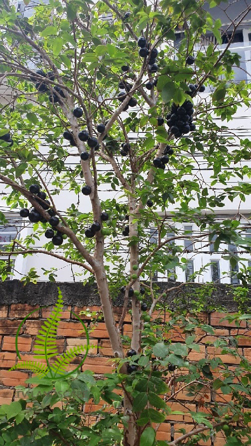 Cây Nho Thân Gỗ