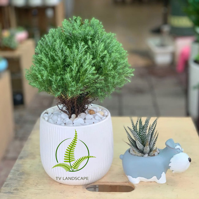 Cây Tùng Bồng Lai