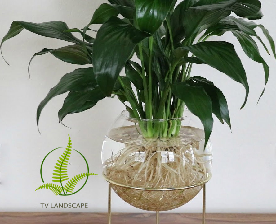 Cây lan ý thủy sinh