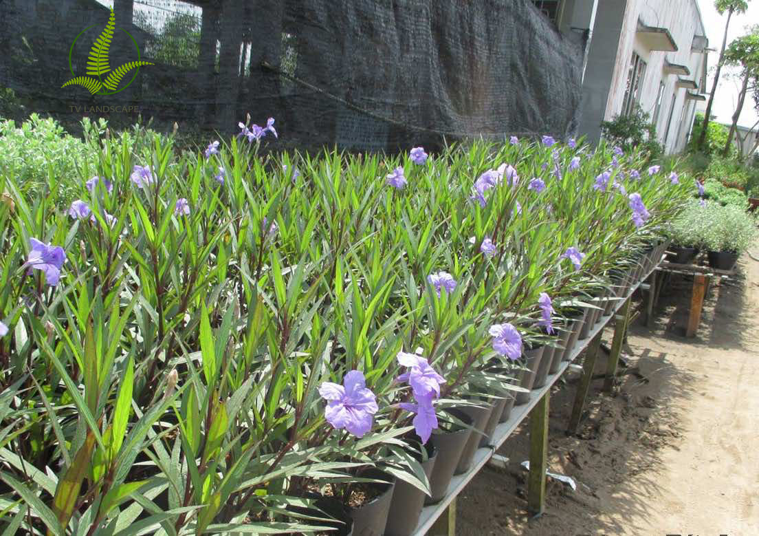 Cây Chiều Tím