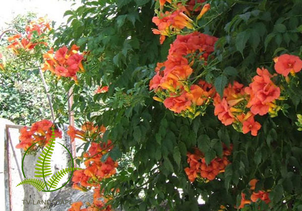 Cây Đăng tiêu