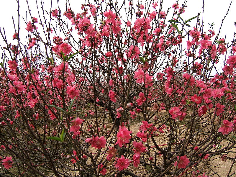 Cây Hoa Đào