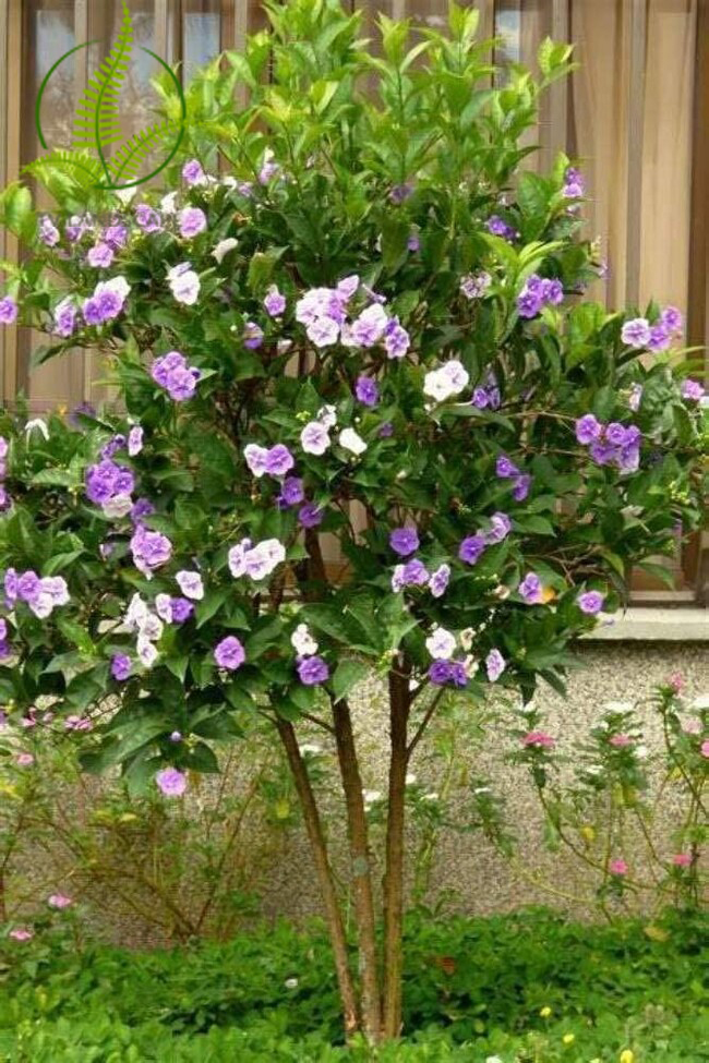 Cây Nhài Nhật