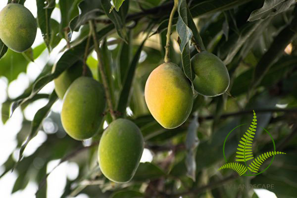 Cây Xoài