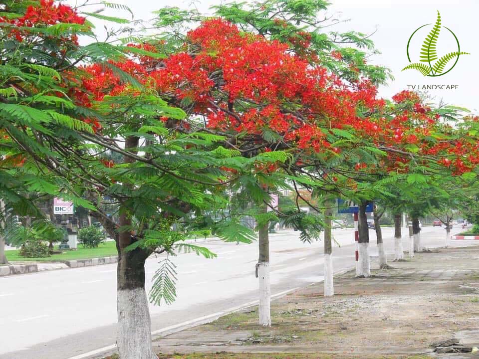 Cây Phượng Vĩ
