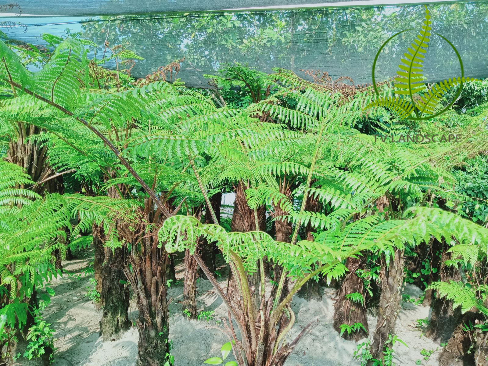 Cây Dương Xỉ Cổ