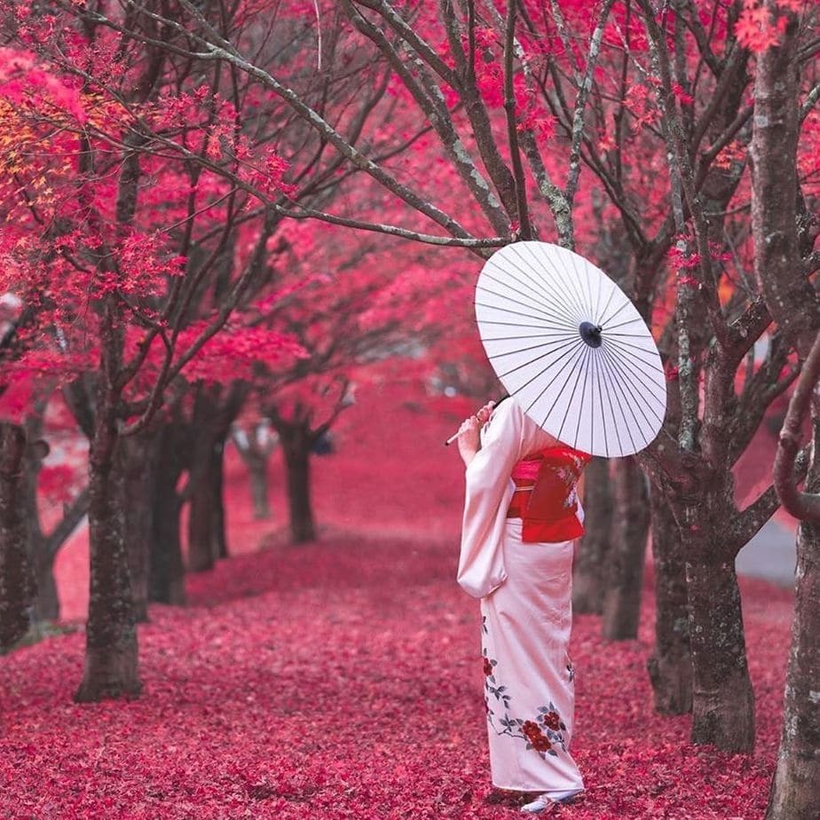 Xứ sở hoa anh đào