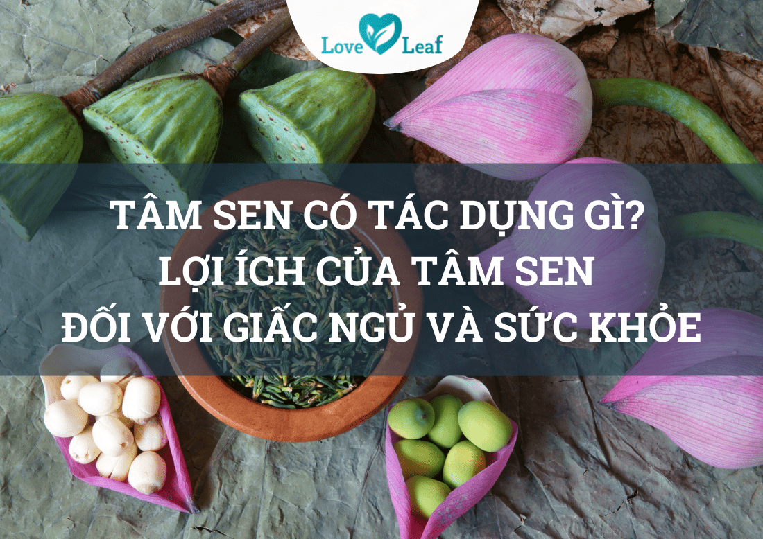 Lợi ích của tâm sen đối với sức khoẻ và giấc ngủ