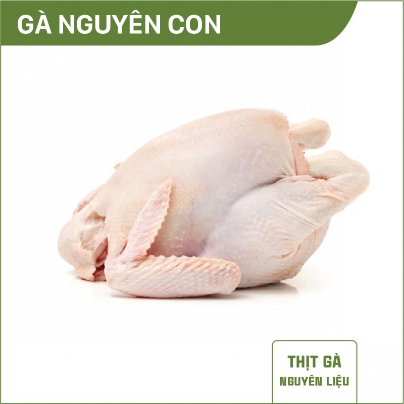 Gà nguyên con NL
