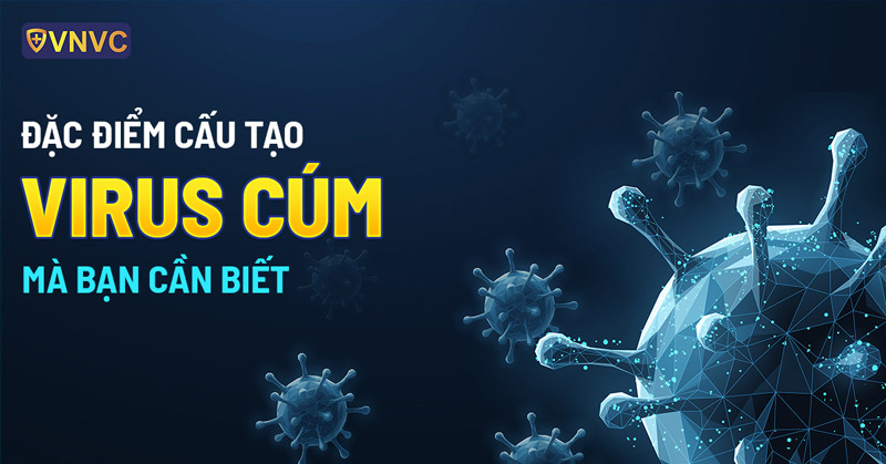 VIRUS CÚM LÀ GÌ? CÁC CHỦNG VIRUS CÚM PHỔ BIẾN VÀ ĐẶC ĐIỂM CẤU TẠO