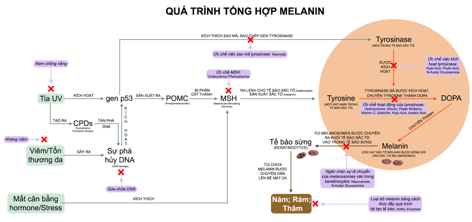 Cơ chế hình thành nám, tàn nhang trên da