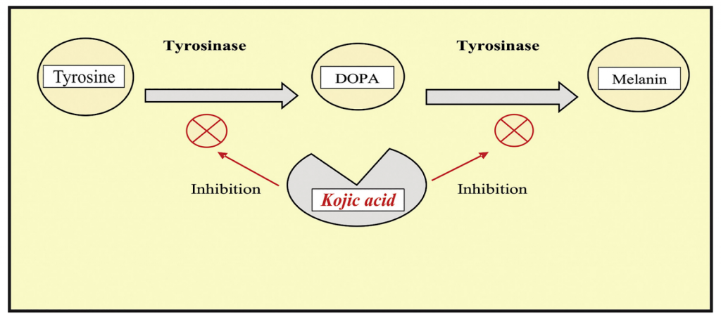 Cơ chế làm trắng da của Acid Kojic đến từ việc ức chế sự hình thành của Melanin - Sắc tố da
