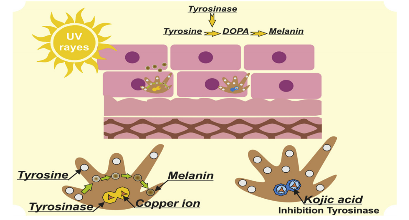 Cơ chế ức chế enzyme Tyrosinase ngưng tổng hợp Melanin của Acid Kojic
