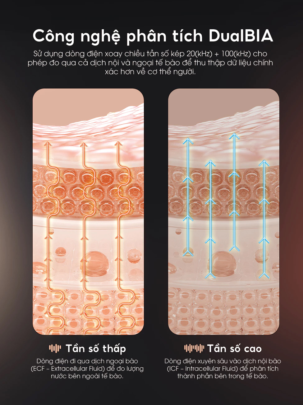 Cân Phân Tích Thành Phần Cơ Thể Ajido ScanBody X8 Elite