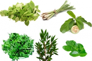 Các loại lá xông thường dùng điều trị cảm cúm