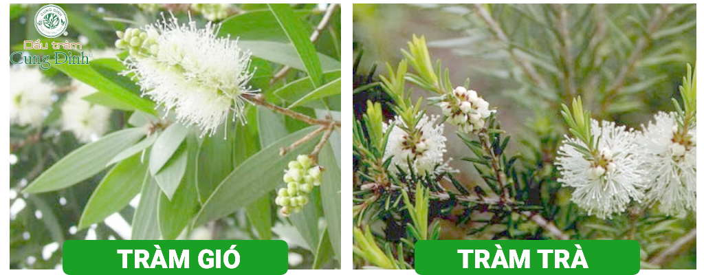 Hướng dẫn sử dụng dầu tràm cho bé an toàn và đúng cách