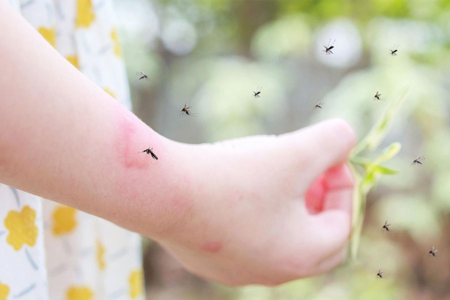 Đuổi muỗi với dầu xông Cung Đình