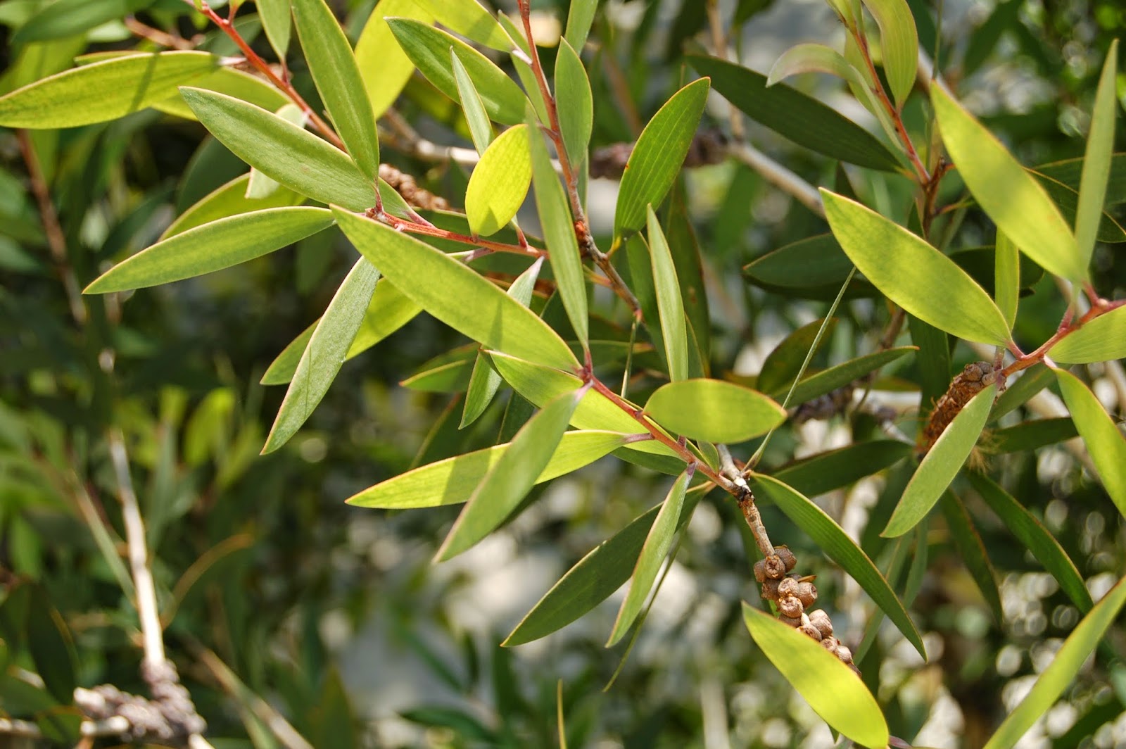 9 cách sử dụng tinh dầu tràm cho bé và mẹ bầu