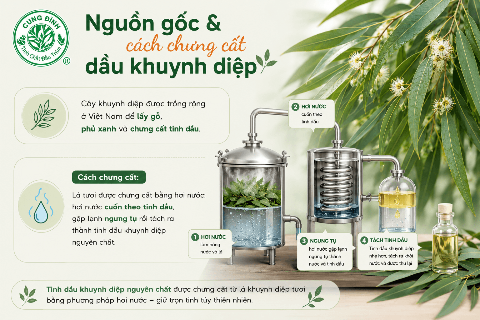 Nguồn gốc của khuynh diệp 
