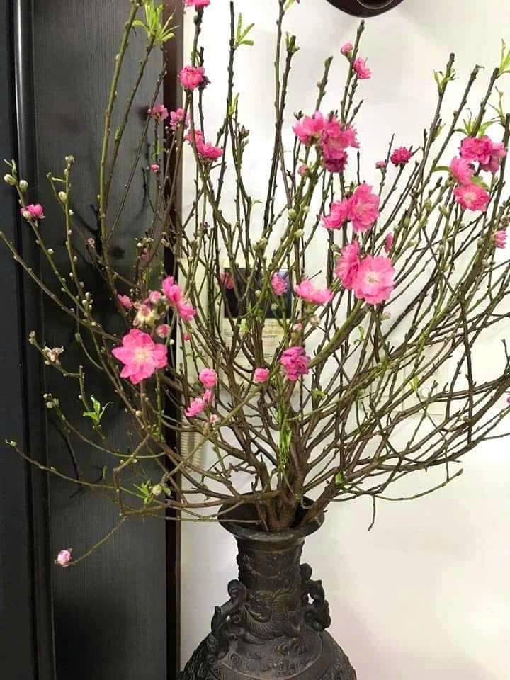 Cành đào tươi chưng Tết – Hoa hồng phấn, dáng đẹp, không khí Tết trọn vẹn