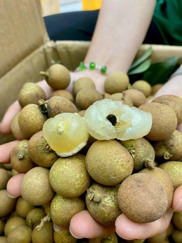 NHÃN BẮP CẢI