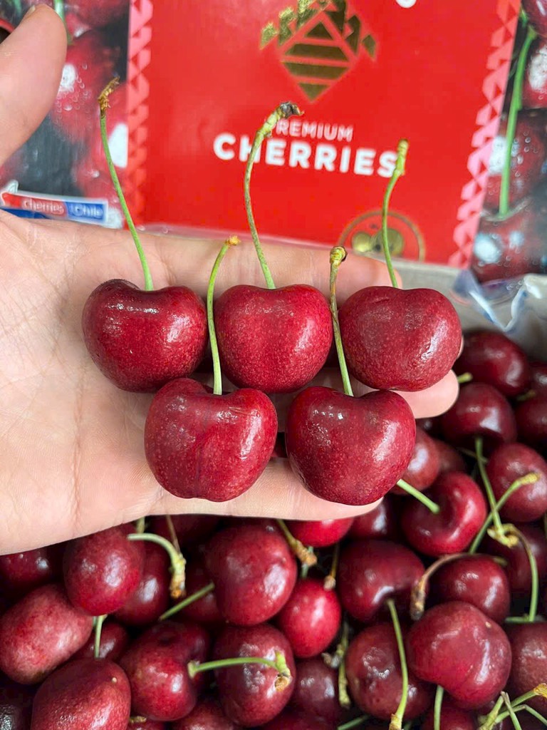 Cherry Chile Cerasus 3JD