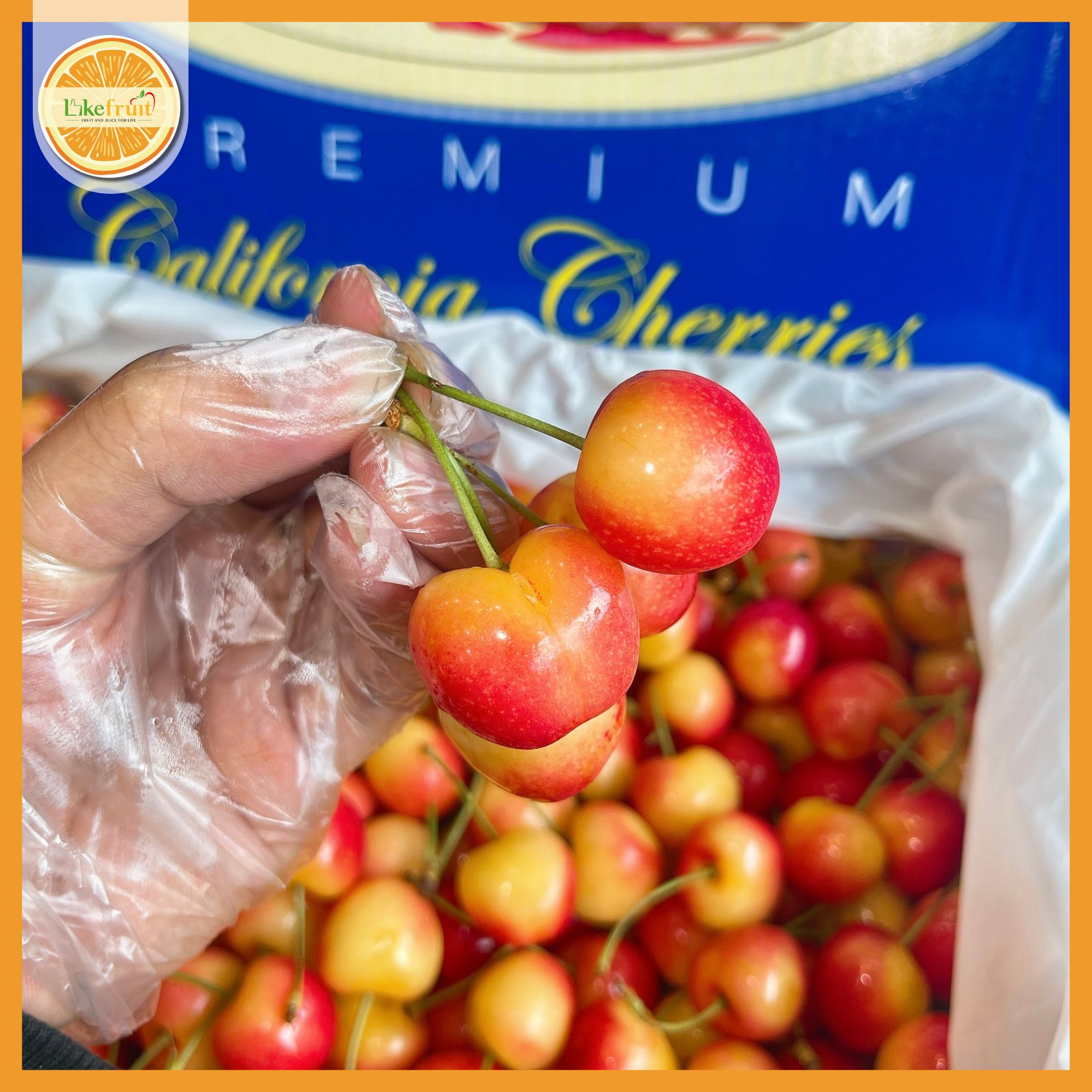 CHERRY VÀNG MỸ S9.5