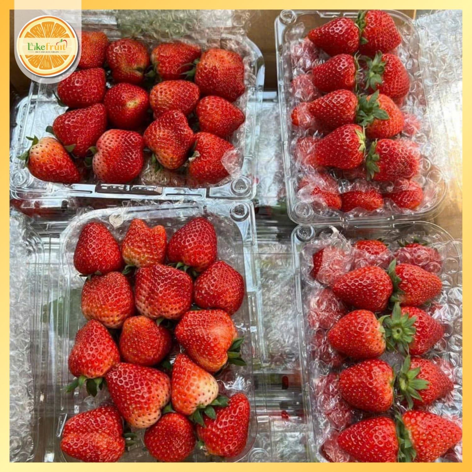 DÂU HANA MỘC CHÂU S-TO 500GR – NGỌT, TƯƠI GIÒN, CHUẨN QUÀ TẶNG CAO CẤP