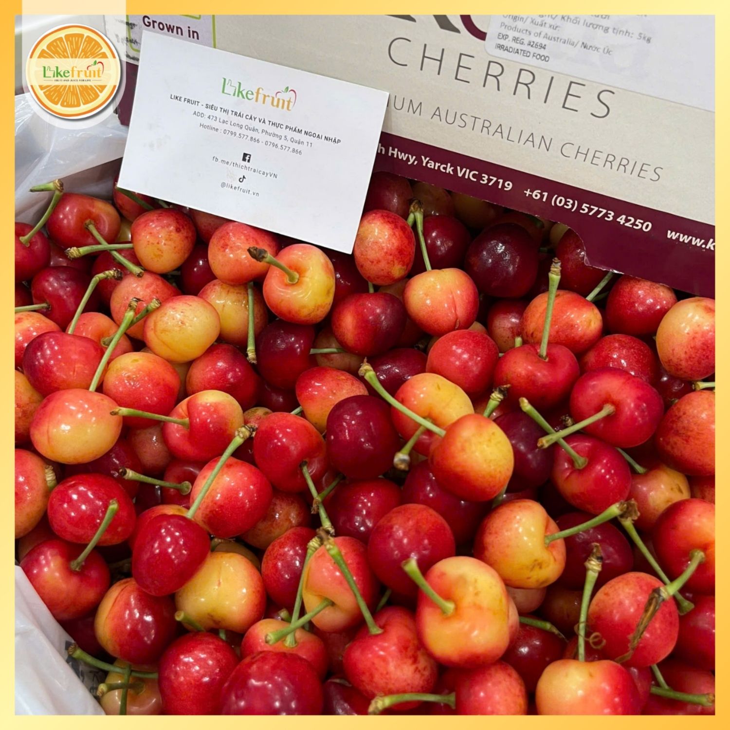 Cherry Vàng Koala  – Ngọt Thanh, Giòn Mọng, Đẳng Cấp Quà Biếu Cao Cấp