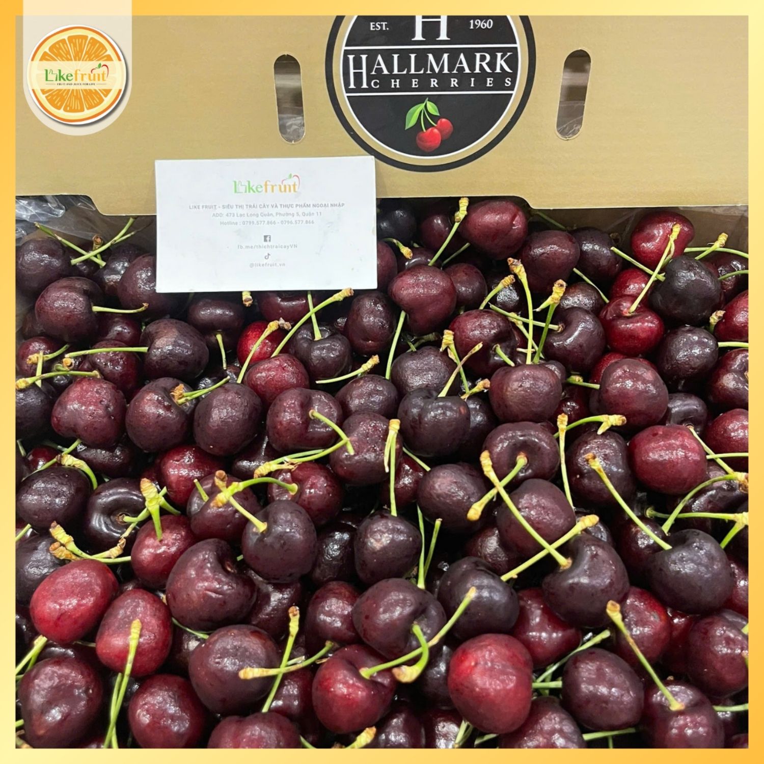 Cherry Đỏ úc Hallmarr S28+ trái to, đỏ đẹp, ngọt sâu