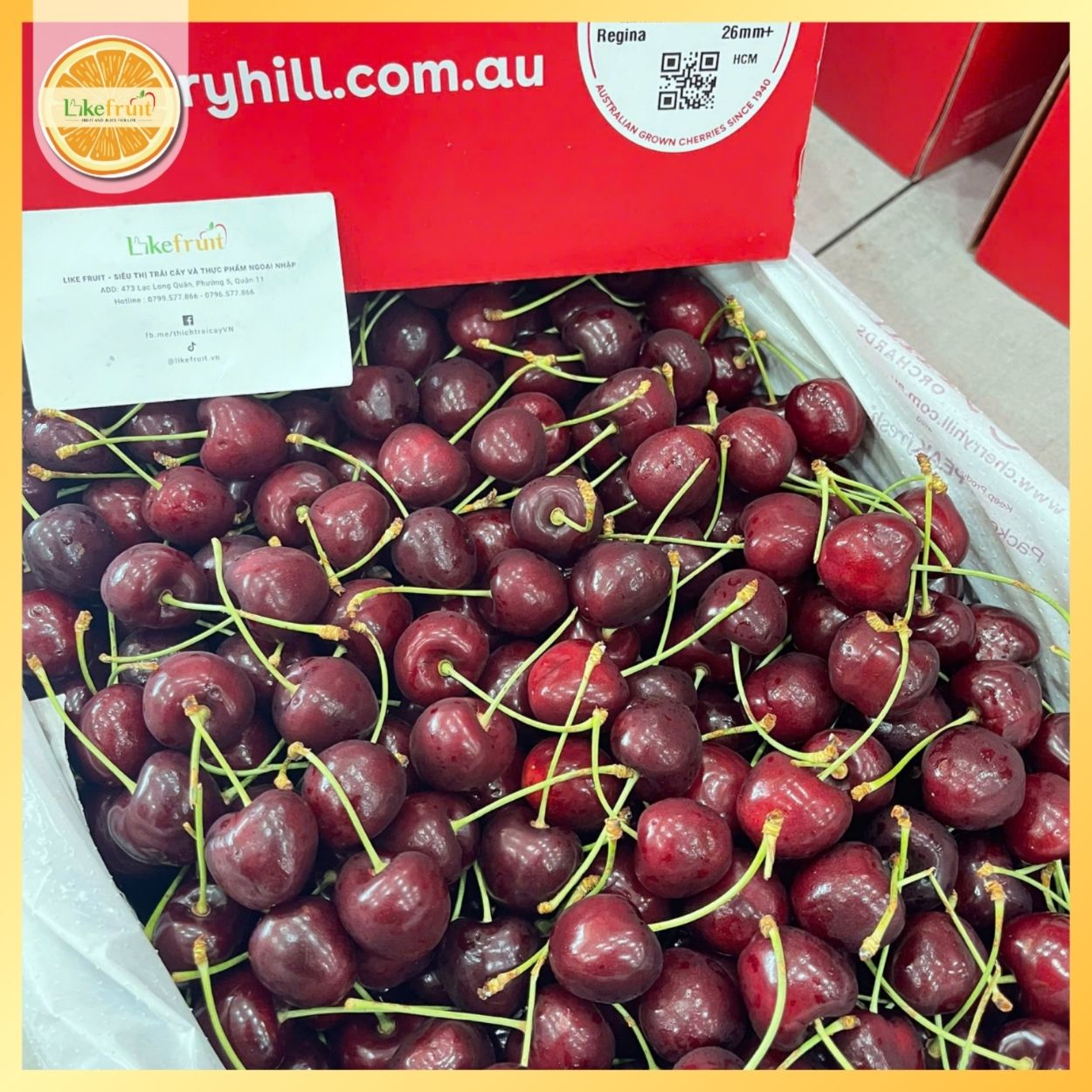 Cherry đỏ úc Hill Regina 26-28 – Trái Tươi Giòn Mọng, Ngọt Sâu Chuẩn Chất Lượng Cao Cấp