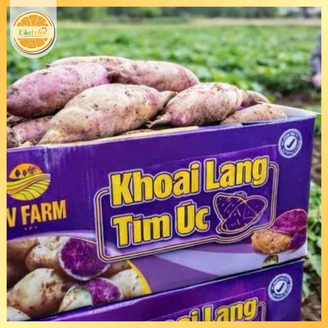 Khoai Lang Tím Úc Trồng Tại Việt Nam – Dẻo Bùi, Ngọt Tự Nhiên (Thùng 3kg)