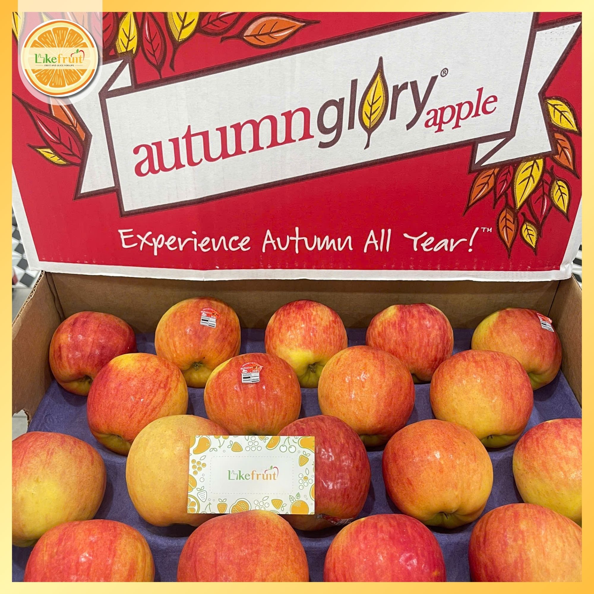 Táo Autumn Glory Mỹ Size 72 – Giòn Ngọt Đậm Vị, Hậu Caramel Đặc Trưng