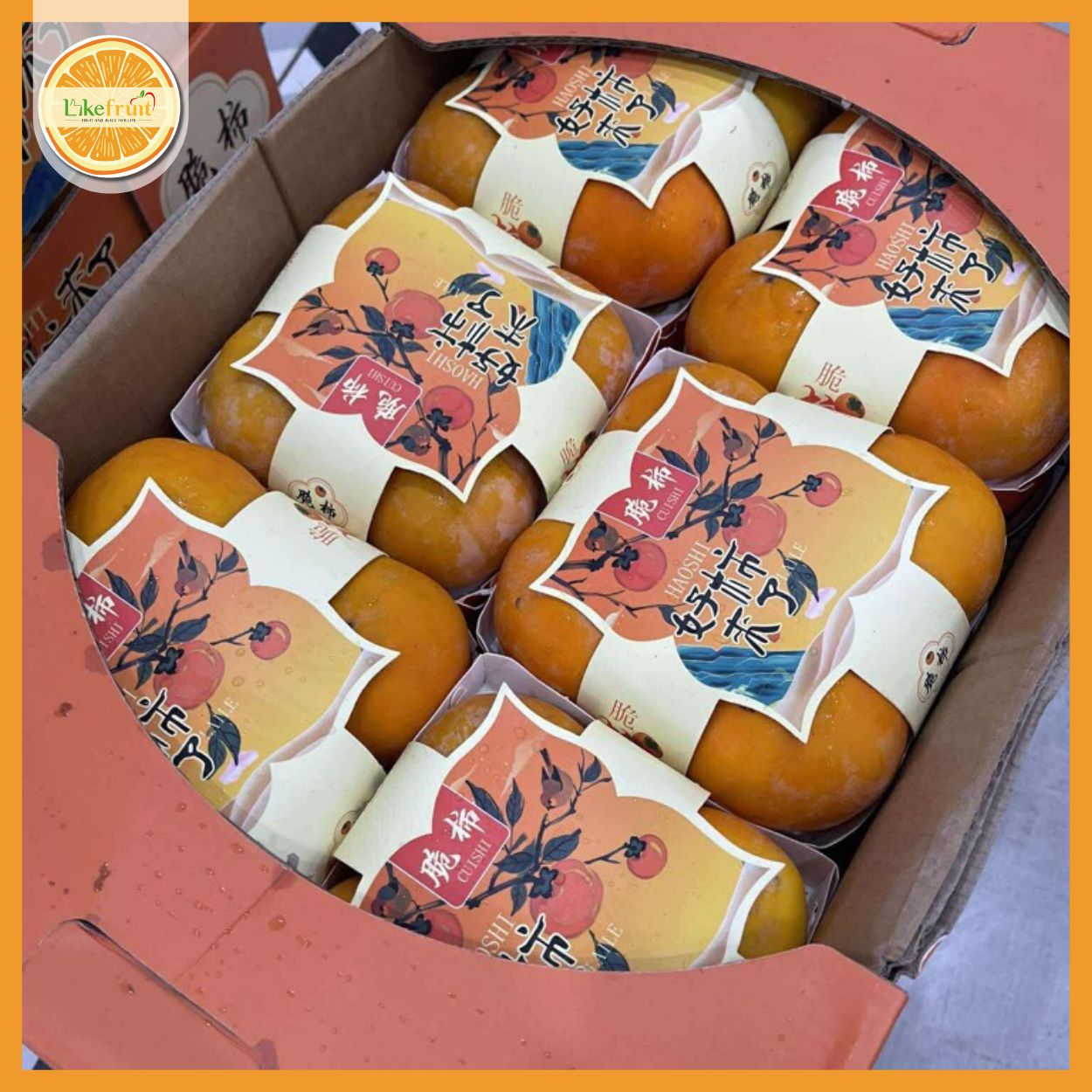 Hồng socola Haoshi