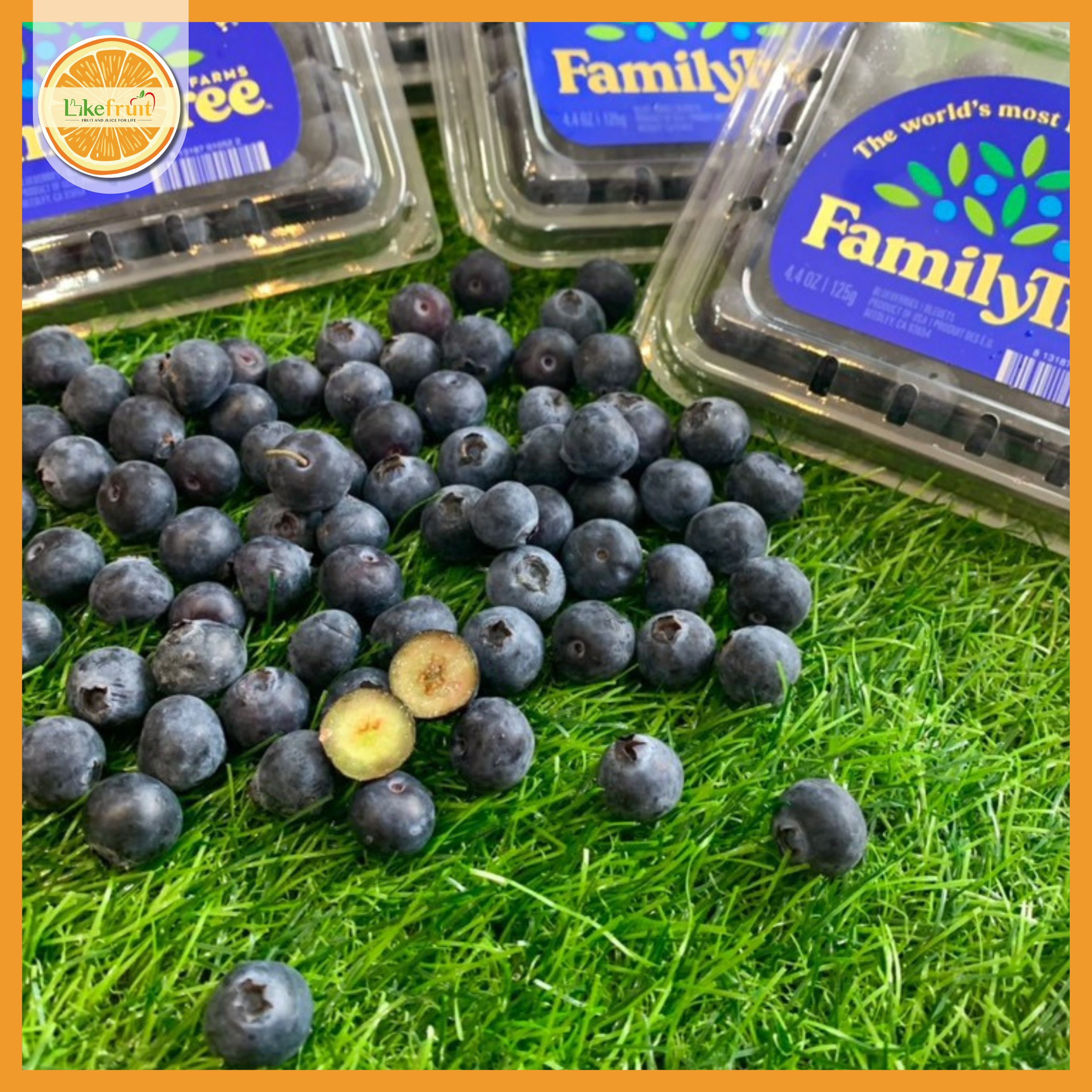 Việt Quất Mỹ Family Tree 125gr – Trái To Mọng Nước, Ngọt Thanh Giàu Dinh Dưỡng