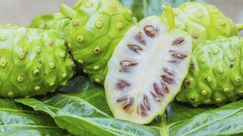 BẠN CÓ BIẾT GÌ VỀ CÔNG DỤNG CỦA TRÁI NHÀU KHÔNG?