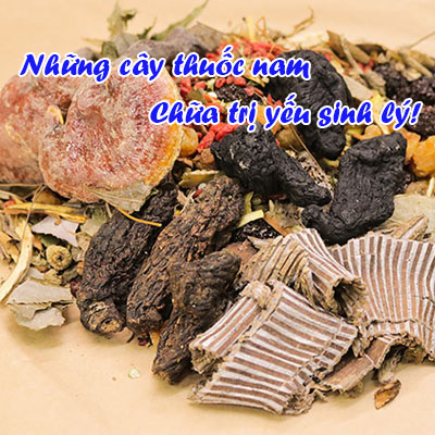 Top 10+ Những Cây Thuốc Nam Chữa Yếu Sinh Lý Hiệu Quả