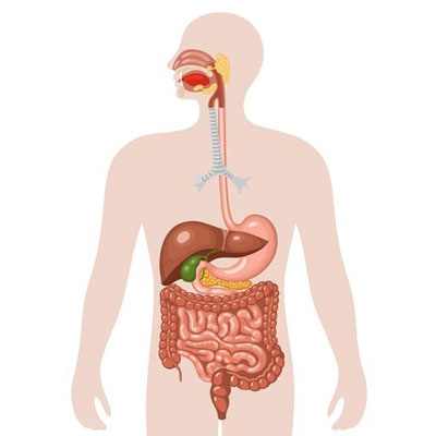 Cơ quan tiêu hóa quan trọng như thế nào?