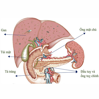 gan và tụy