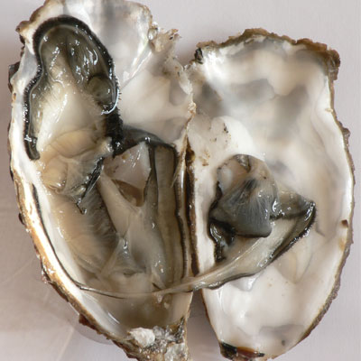 Hàu biển là gì?