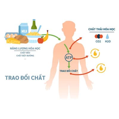 Quá trình trao đổi chất trong cơ thể