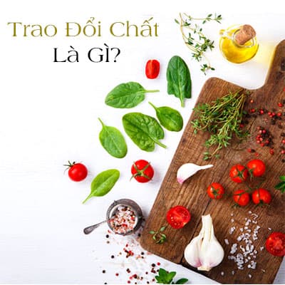 Quá trình trao đổi chất là gì