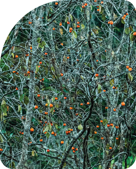 Banner giới thiệu