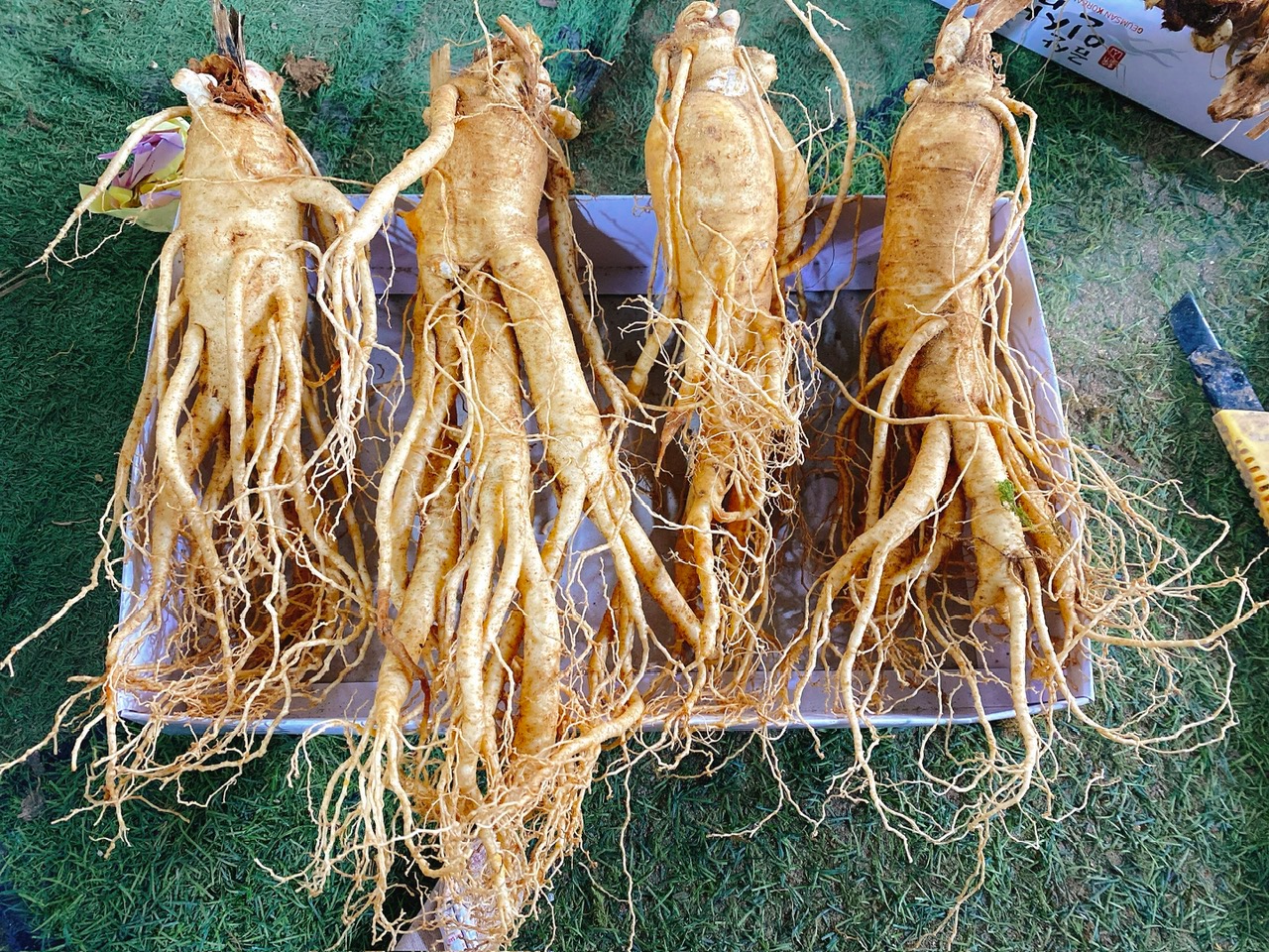 Nhân sâm tươi Guemsan 4 củ 1000 g 6 năm tuổi