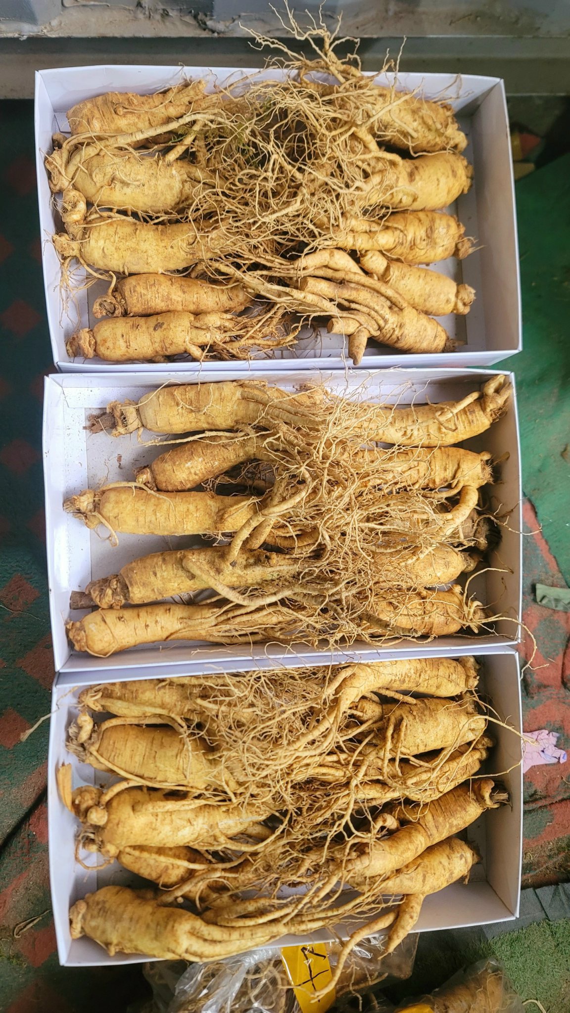 Nhân sâm tươi Guemsan 6 năm tuổi loại 10 củ 1000 gam