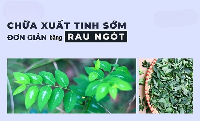 Rau ngót - Giải pháp tự nhiên cho xuất tinh sớm, cách sử dụng hiệu quả